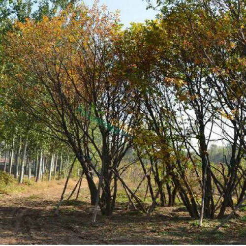 丛生五角枫供应