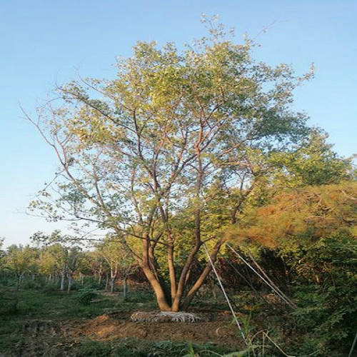 丛生五角枫零售